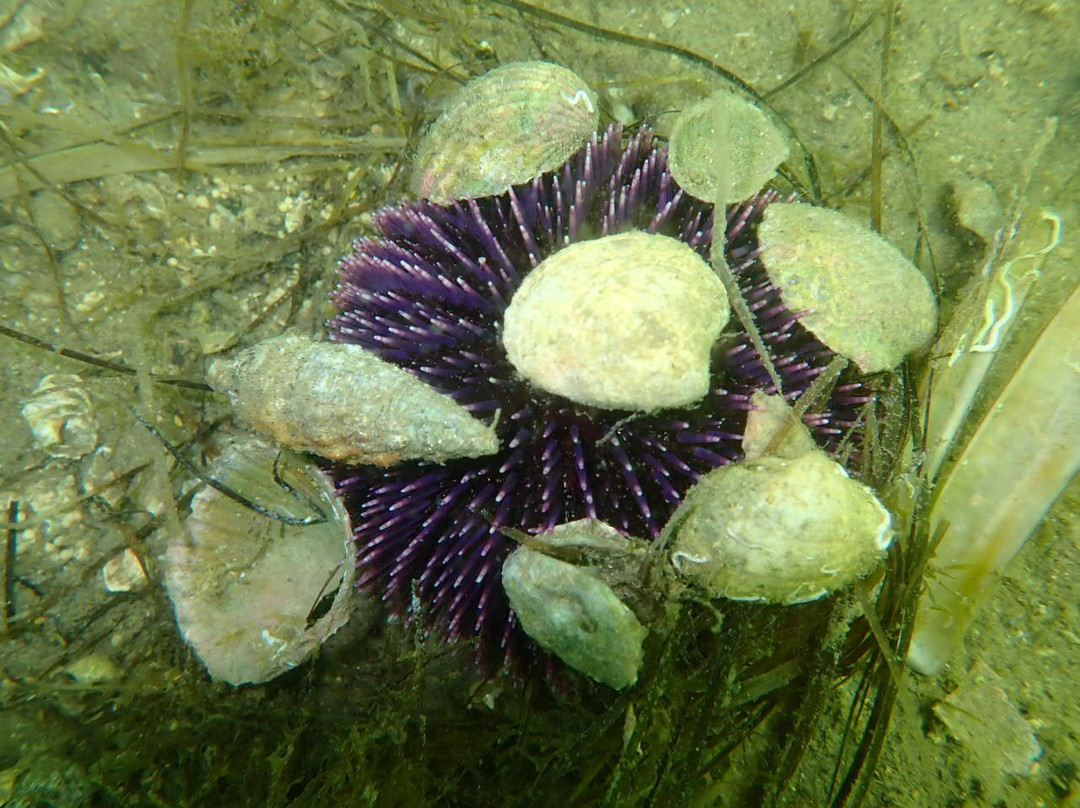 Passeios Ria Formosa-Fuseta必去景点