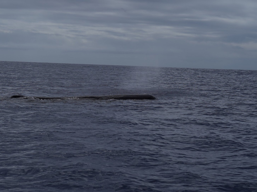 Whales Watching & Swimming With Dolphins In Mauritius-塔玛琳必去景点