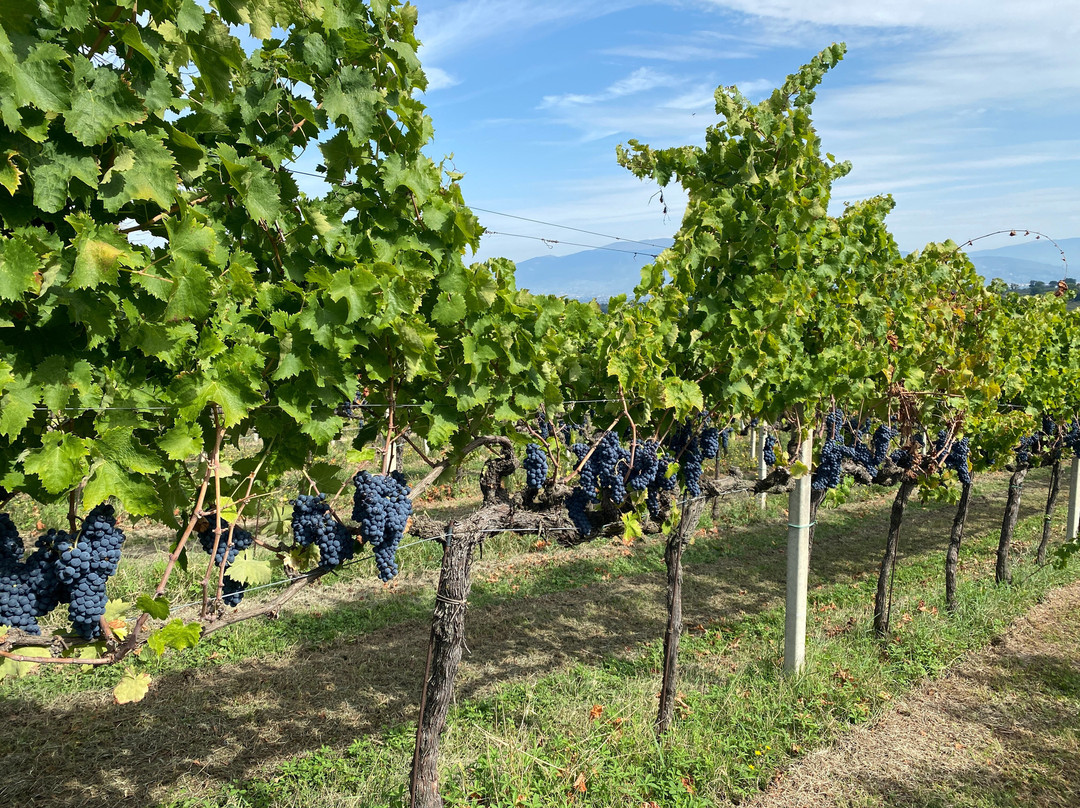 Montioni - Frantoio & Cantina-Montefalco必去景点