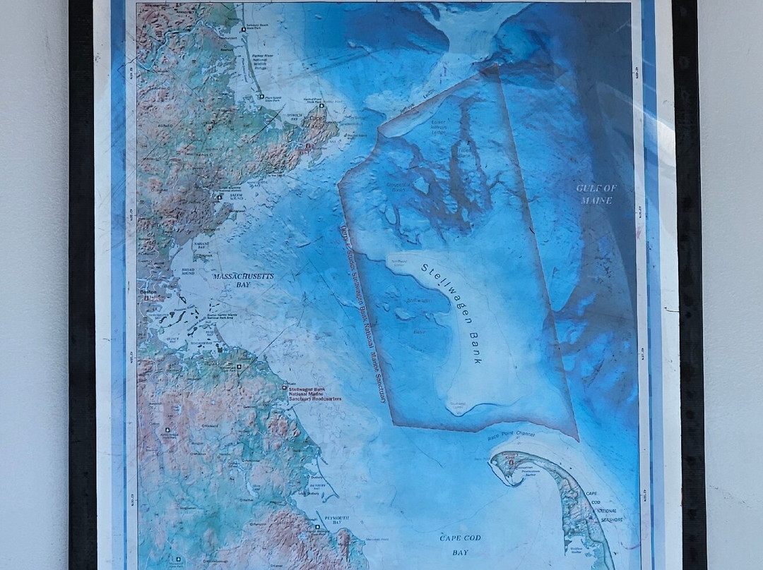 Dolphin Fleet Whale Watch-普罗温斯敦必去景点