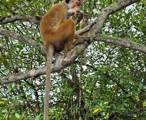 Boat Safari At Koggala Lake No 07-克拉必去景点