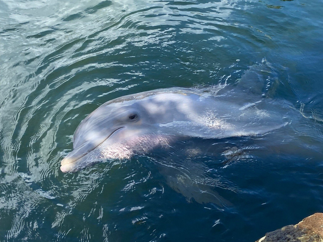 Island Dolphin Care-拉哥岛必去景点