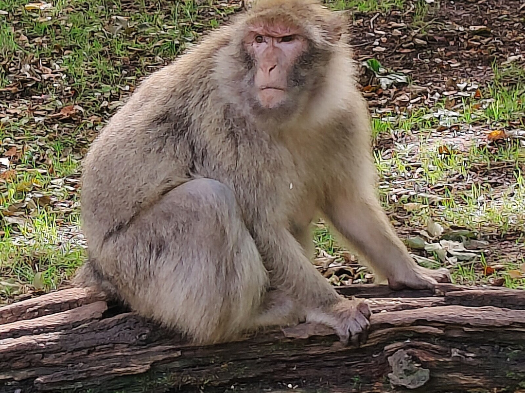 Trentham Monkey Forest-特伦特河畔斯托克必去景点