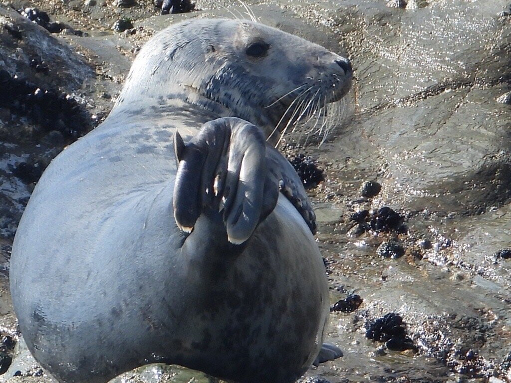 St. Ives Sea Trips-圣艾维斯必去景点
