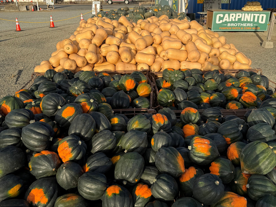 Carpinitos Pumpkin Patch-肯特必去景点