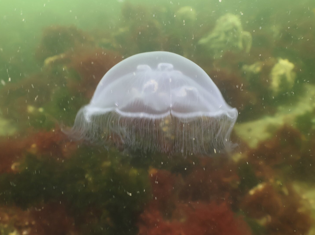 De Grevelingen-Scharendijke必去景点