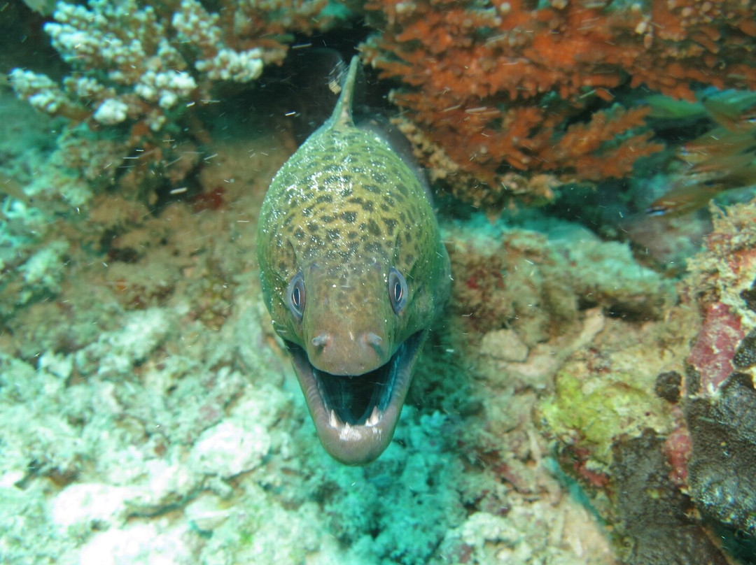 Whitetip Divers-普拉兰岛必去景点
