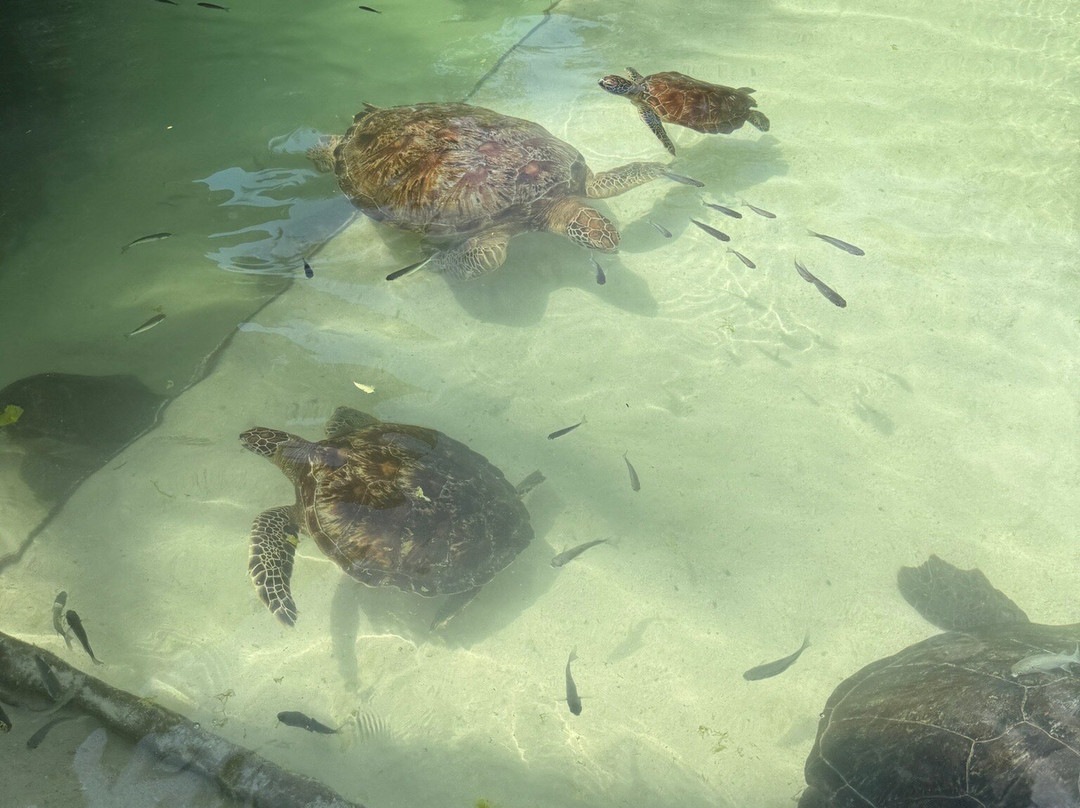 Zanleisuretours & Safaris-桑给巴尔市必去景点