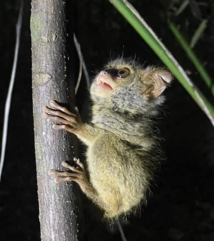 Tangkoko National Reserve-比通必去景点