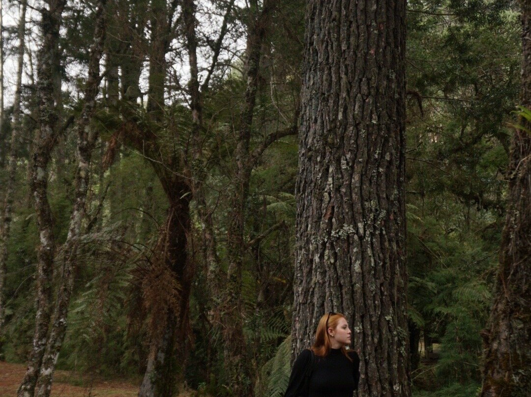 Parque Estadual Campos do Jordao-坎普斯－杜若尔当必去景点