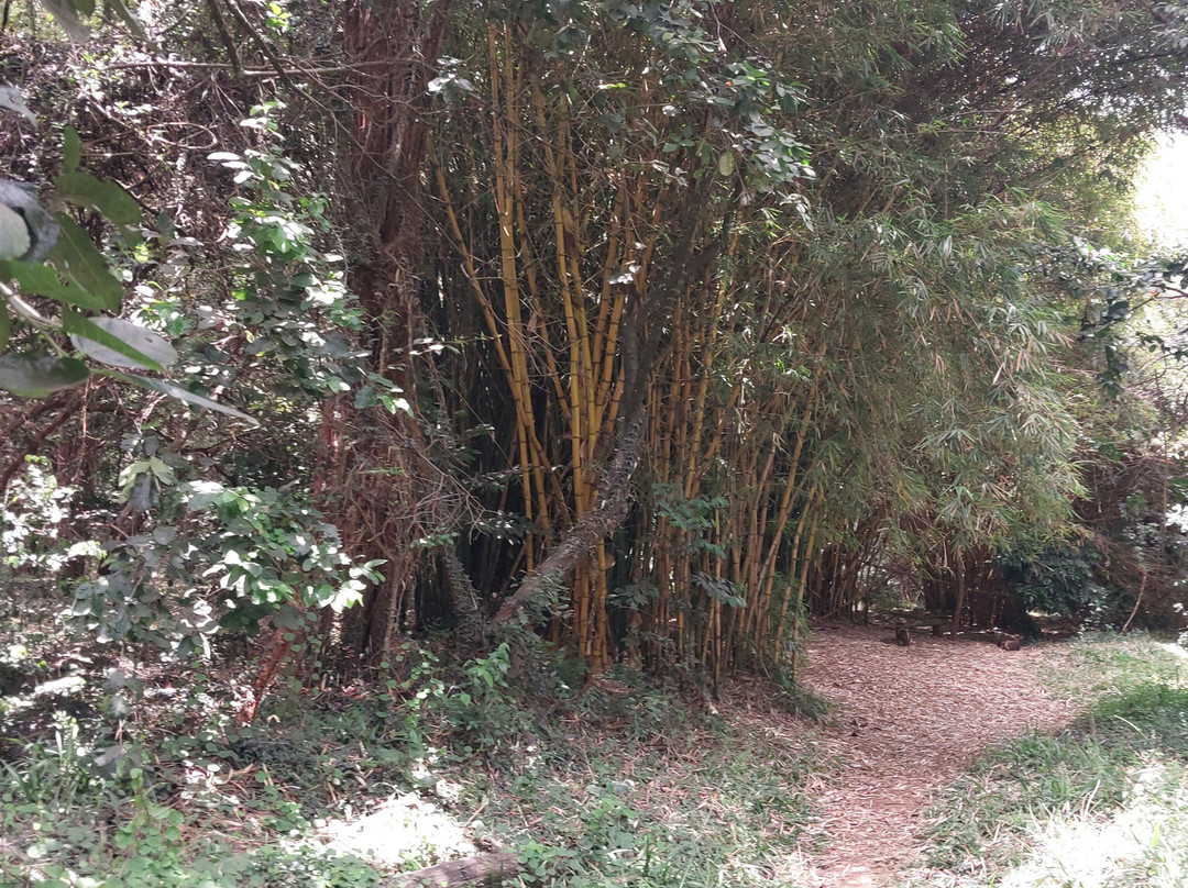 Nairobi Arboretum-内罗毕必去景点