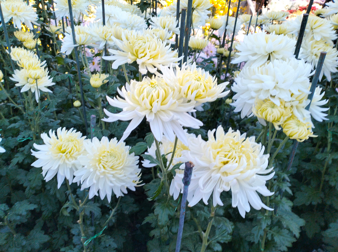 Nikita Botanical Gardens-Nikita必去景点