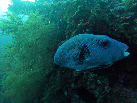 Amed Dive Explorer-艾湄湾必去景点