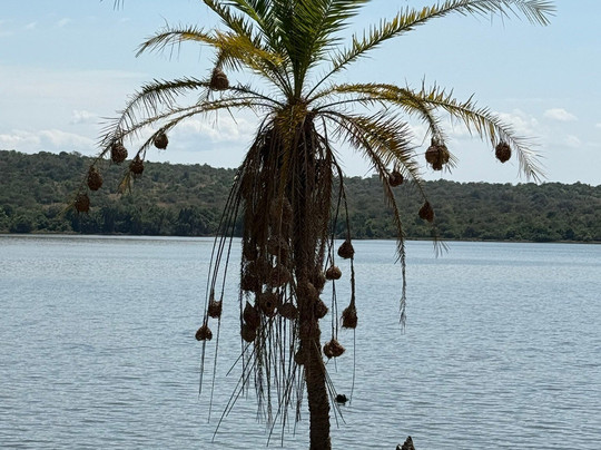 Great Native Safaris-吉佳利必去景点