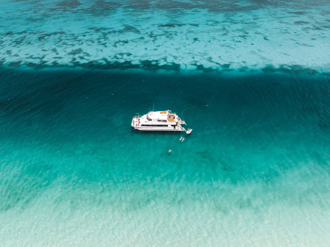 Dolphin Wild Island Cruises-布里斯班必去景点
