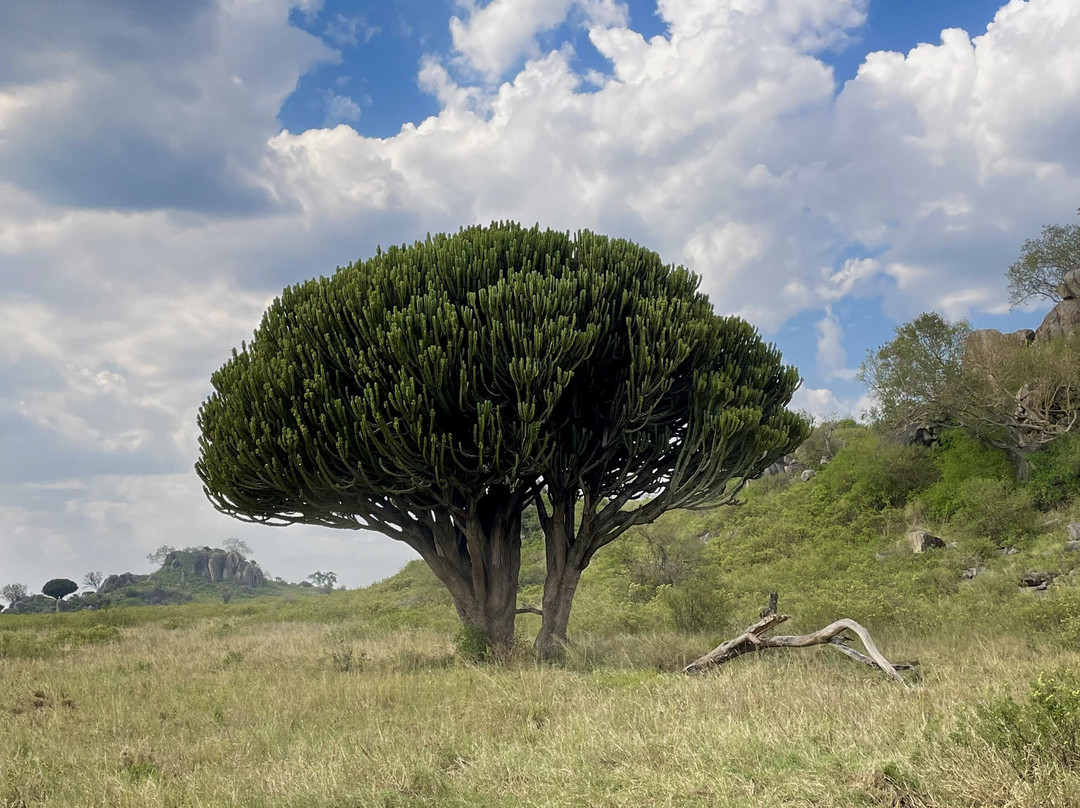 Active Tanzania Adventures-阿鲁沙必去景点