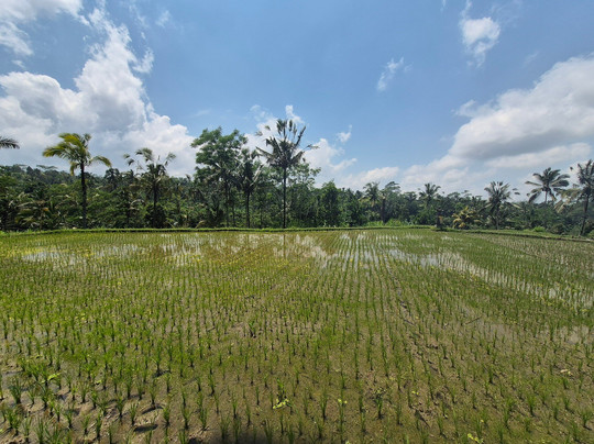 Dewa Bike Tour | Private Tours-乌布必去景点