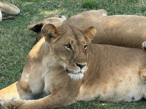 Augustine's Adventure Africa-阿鲁沙必去景点