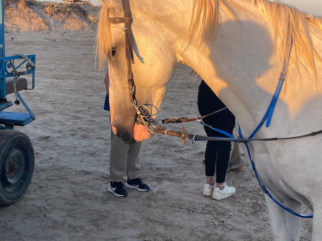 Ennakhil de tourisme Djerba-米栋必去景点
