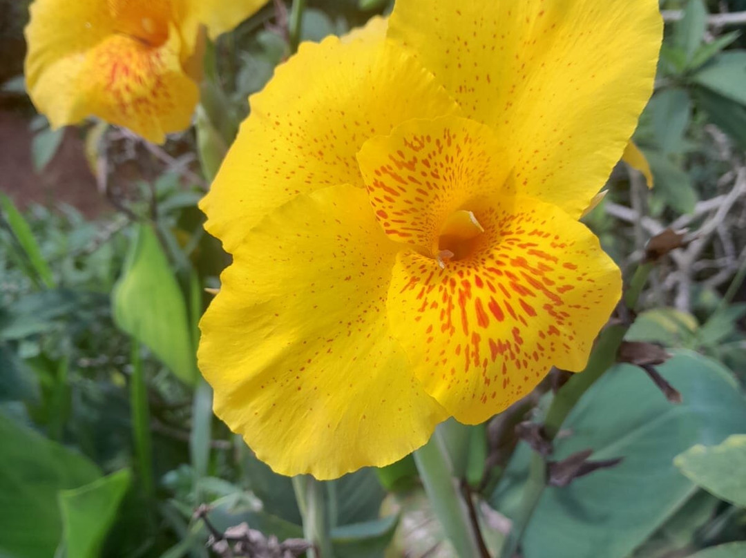 Kandy Tourist Information Center-康提必去景点
