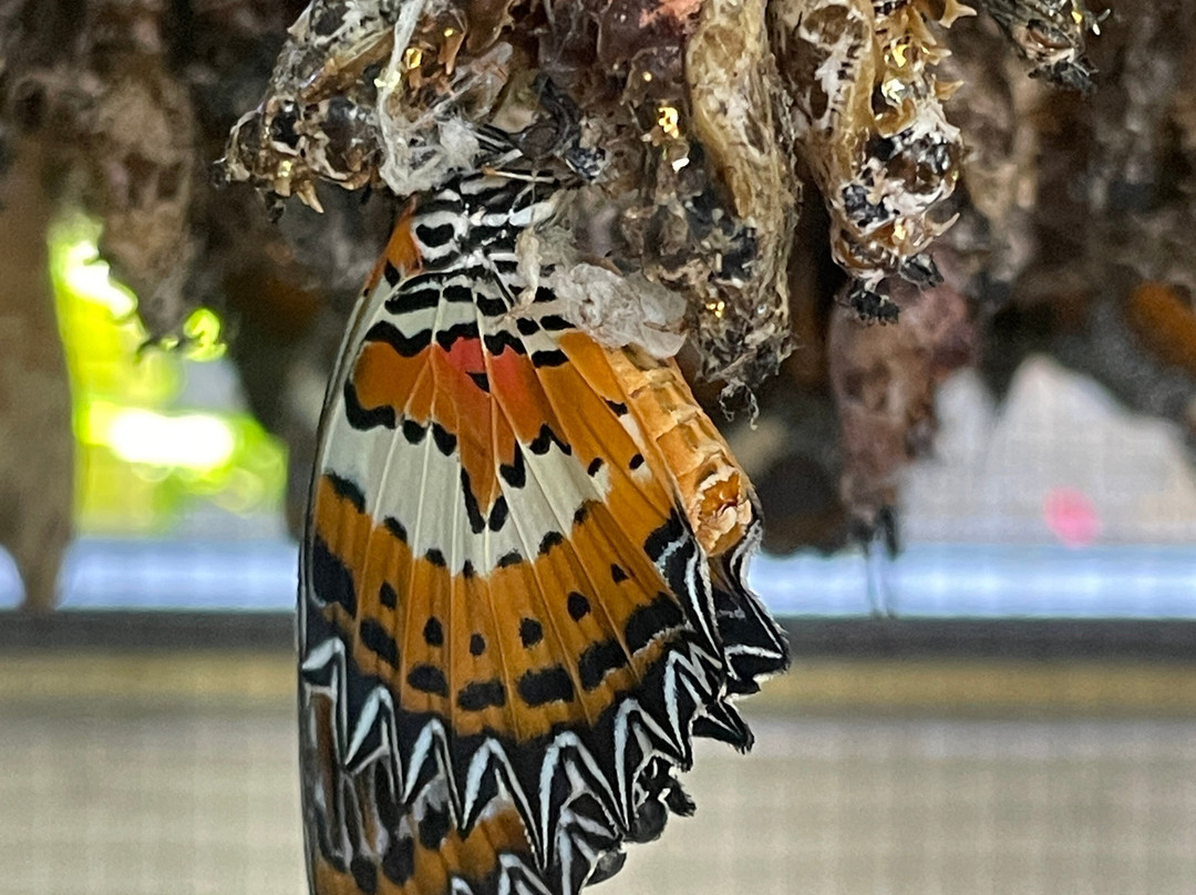 Kemenuh Butterfly Park-Kemenuh必去景点