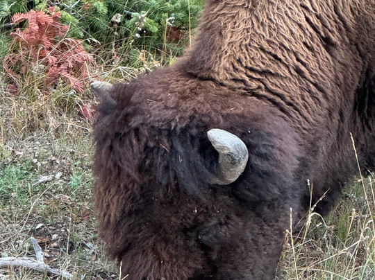 BrushBuck Wildlife Tours-西黄石镇必去景点