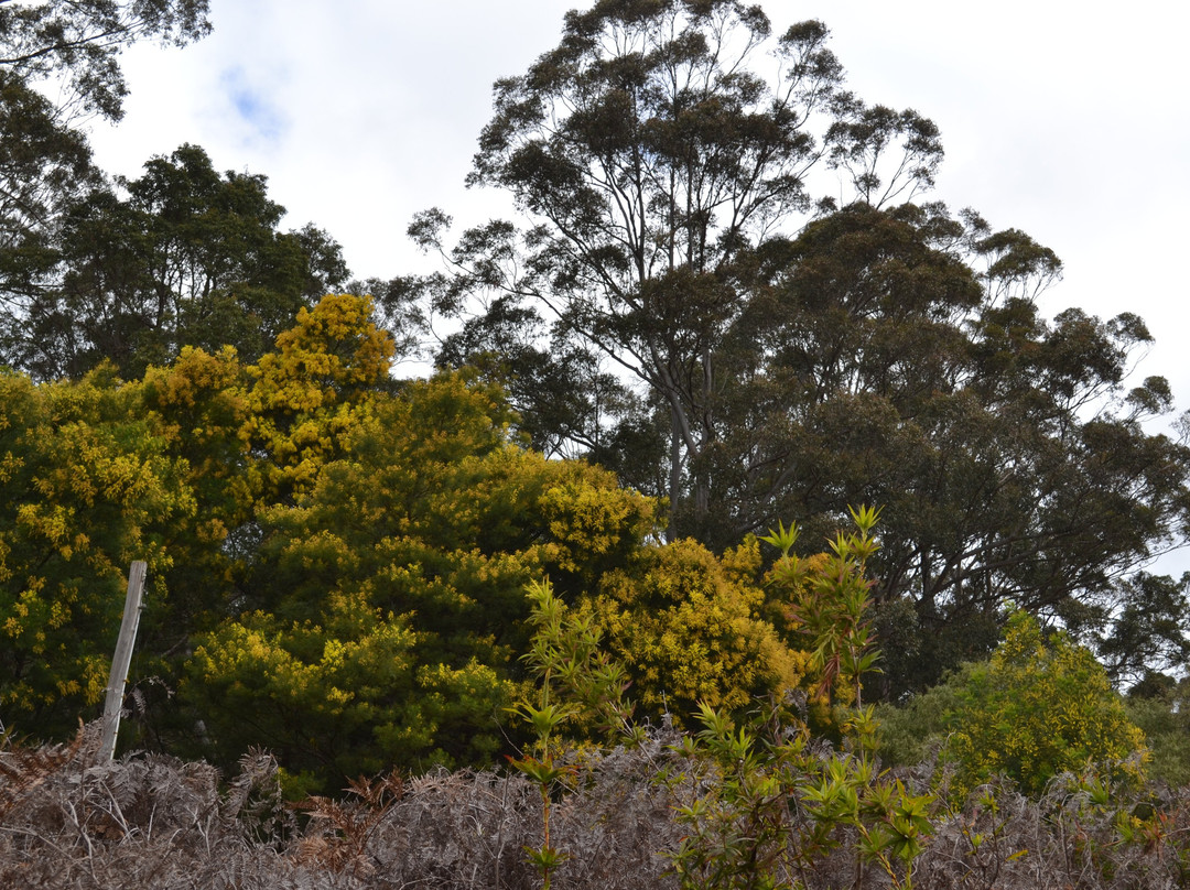 Pemberton Tramway-彭伯顿必去景点