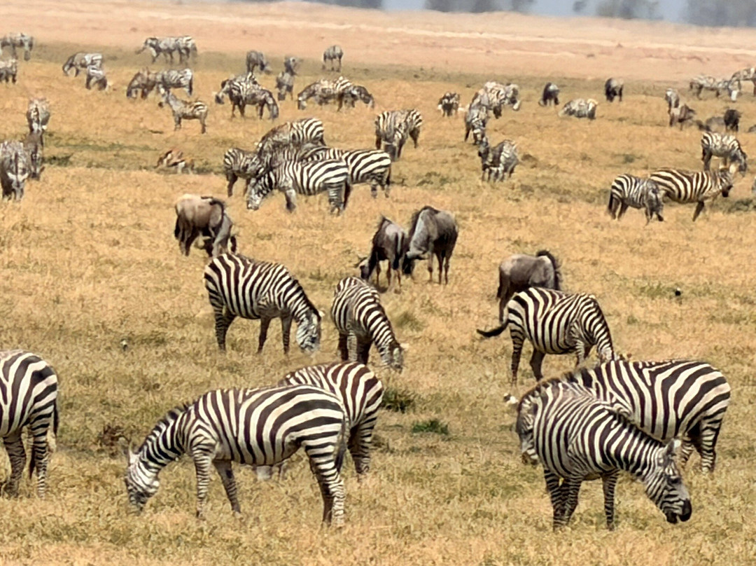 Ajkenyasafaris.com Ltd-Ruiru必去景点