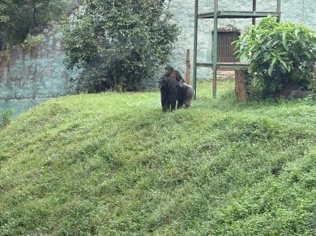 Nandankanan Zoological Park-布巴内斯瓦尔必去景点