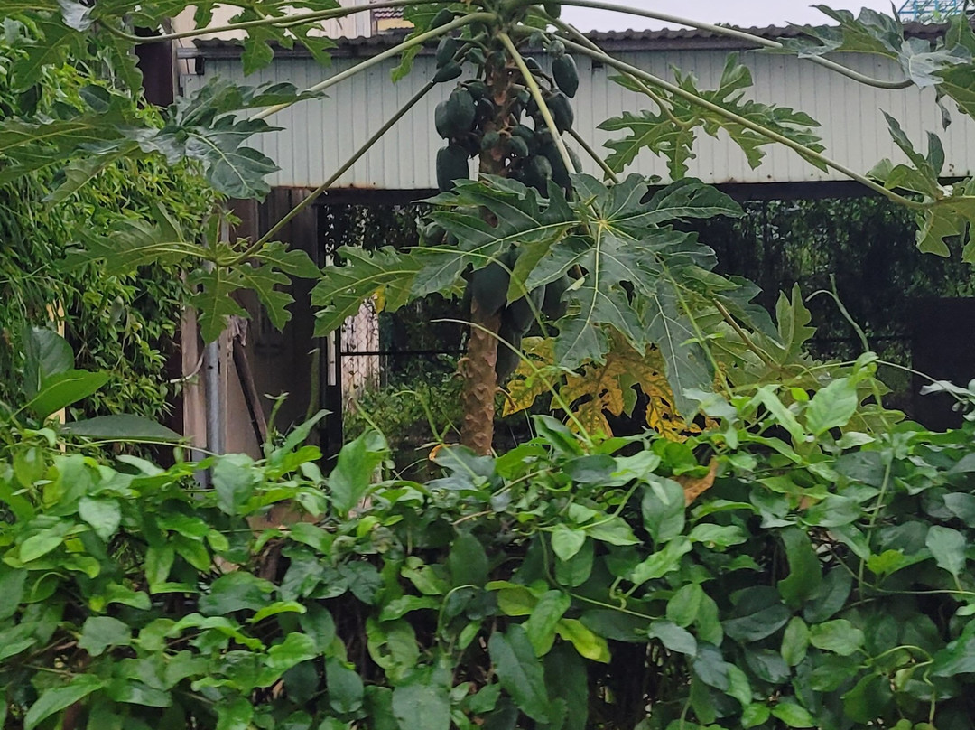 Bonsai Villa Hoi An主图