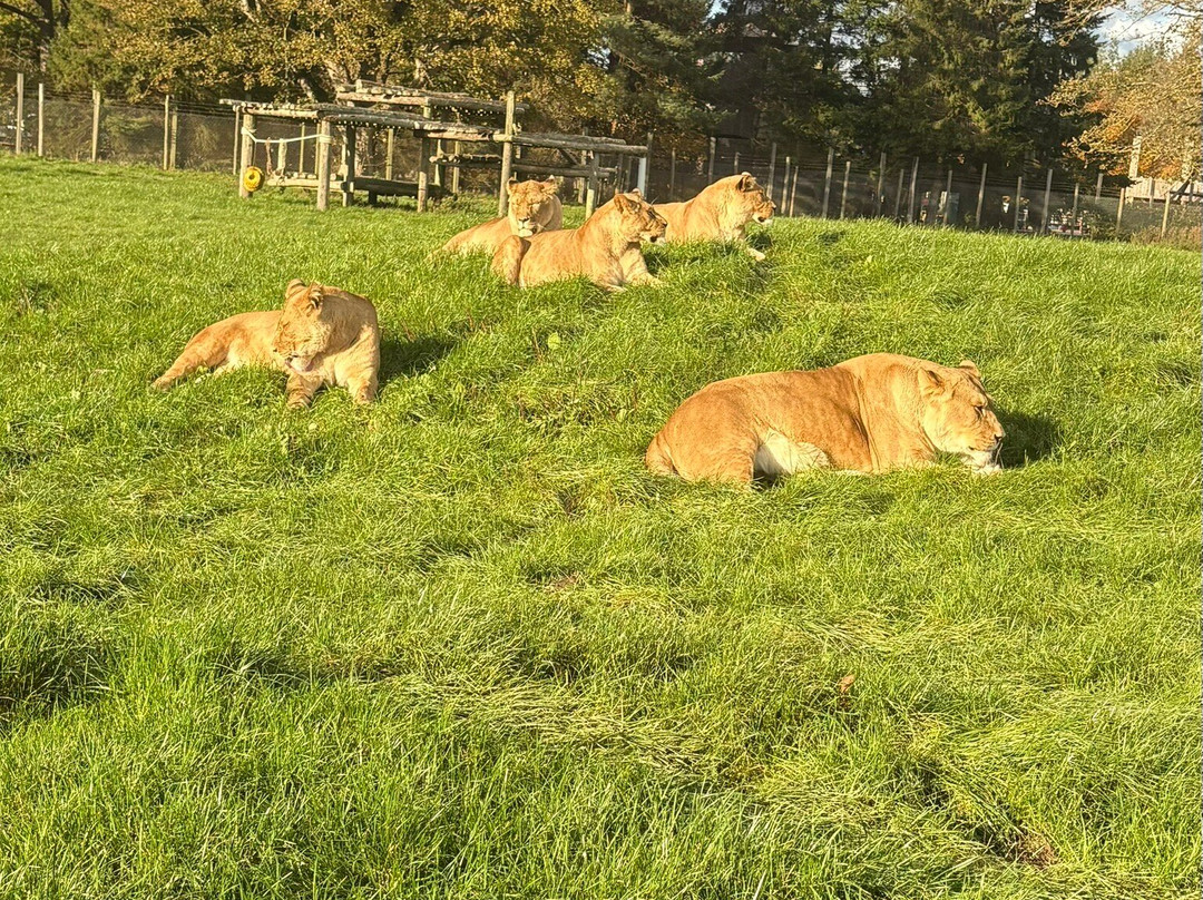 Blair Drummond Safari And Adventure Park-斯特灵必去景点