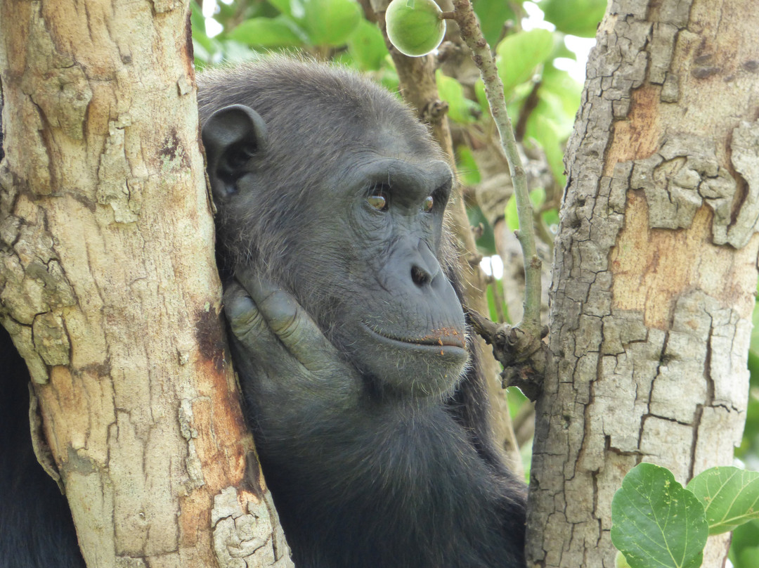 Kyambura Game Reserve (Kyambura Gorge)-伊丽莎白女王国家公园必去景点