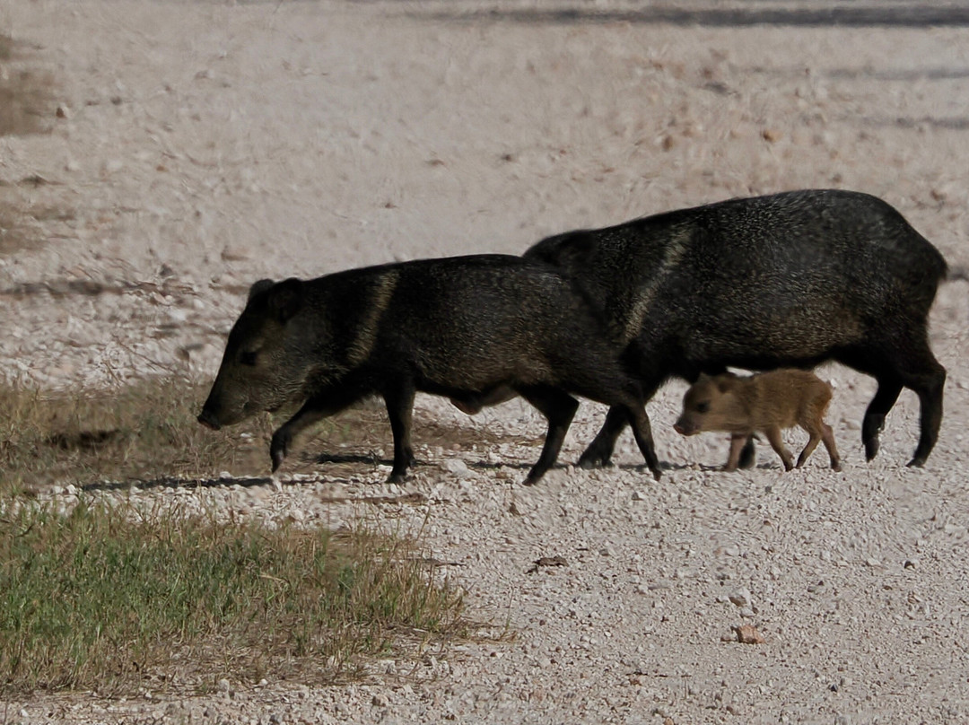 King Ranch Visitor Center-Kingsville必去景点