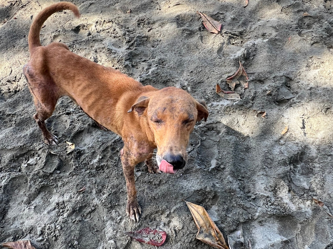 Nature Lovers Tours-Victoria必去景点