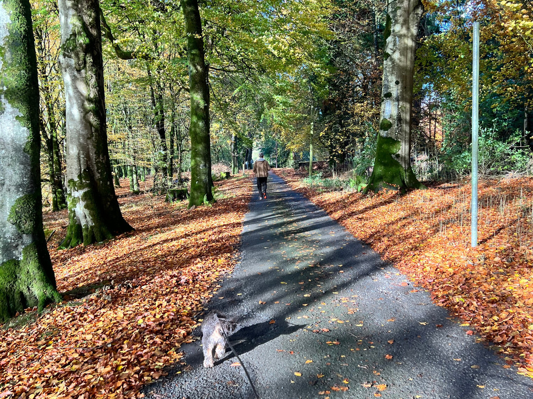 Seskinore Forest Park-奥马必去景点