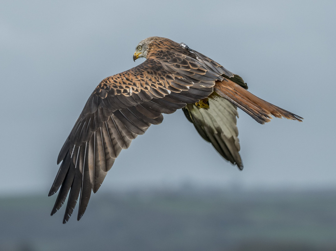 The British Bird of Prey Centre-喀麦登必去景点