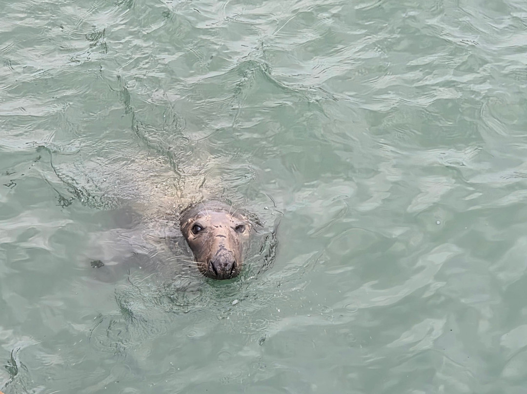 Kellys Carriages-都柏林必去景点