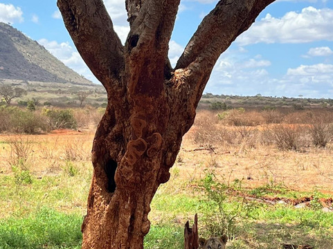 Leopardino Safari-马林地必去景点