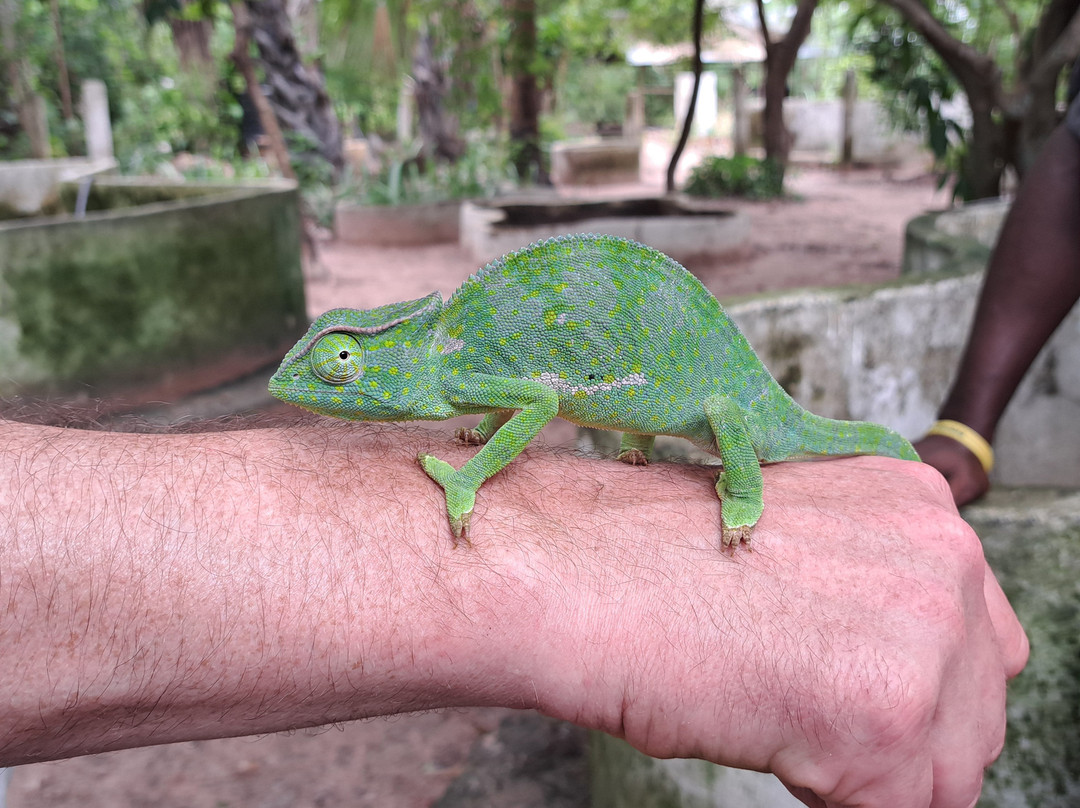 Gambia and Senegal tours with Ebrima-Tanji必去景点