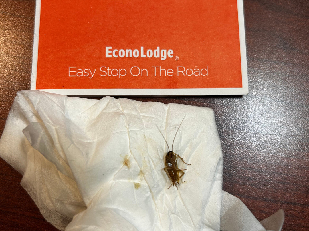 Econo Lodge Inn & Suites主图