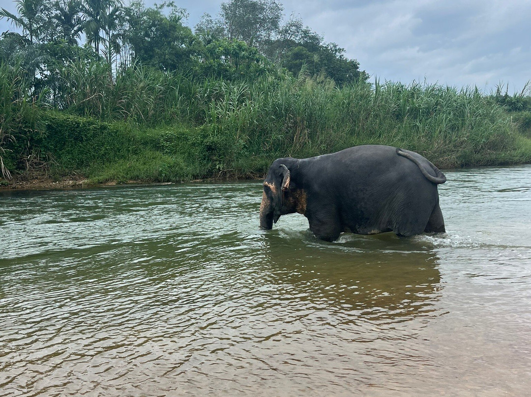 Khao Sok Elephant Sanctuary-拷索国家公园必去景点