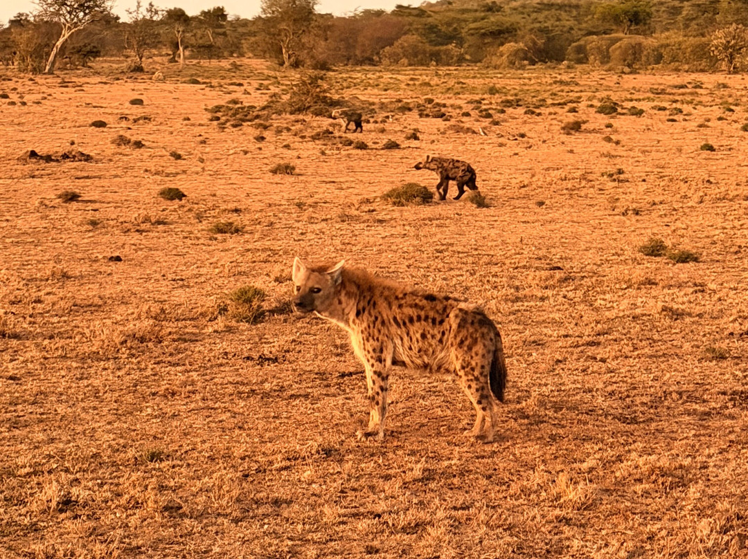 Gamewatchers Safaris-内罗毕必去景点