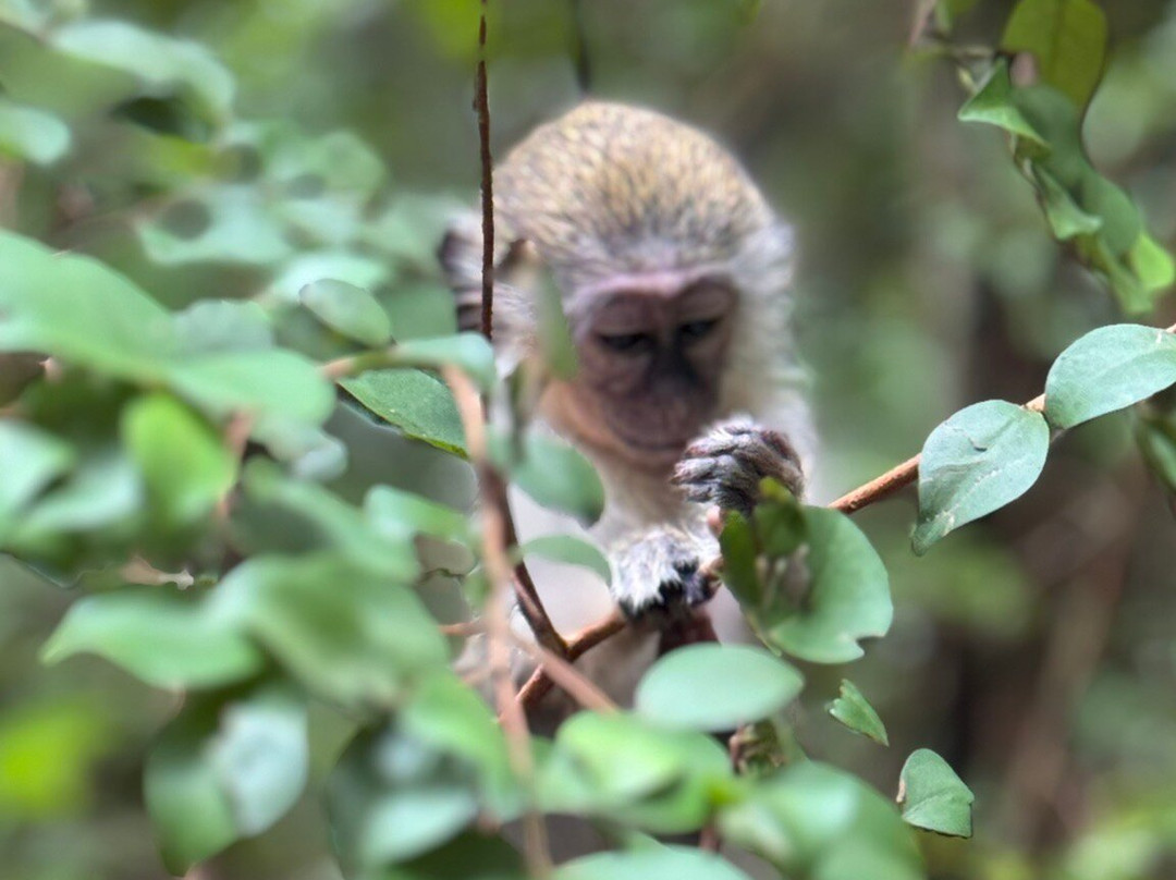 Barbados Wildlife Reserve-Saint Peter Parish必去景点