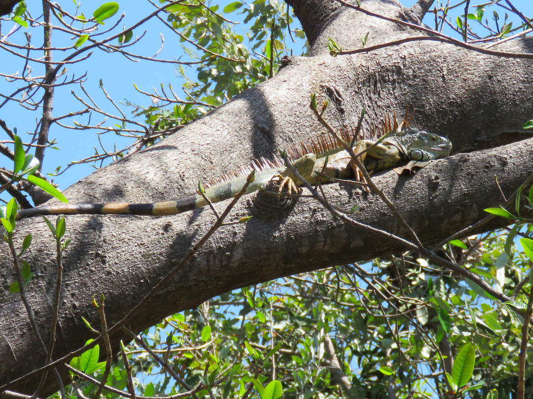Isla Cuale-瓦拉塔港必去景点