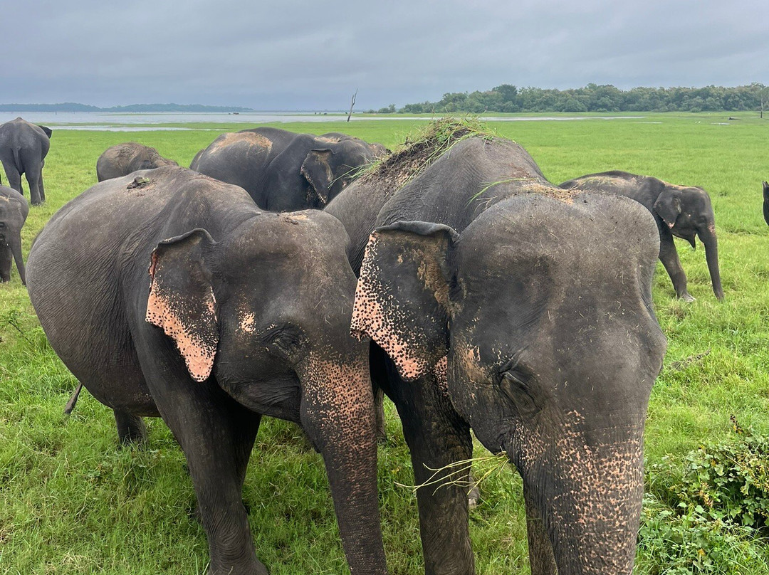 H.O.T Tourism-科伦坡必去景点