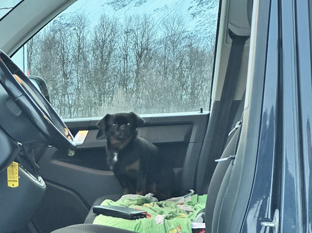 Lyngen Husky Safari-Svensby必去景点