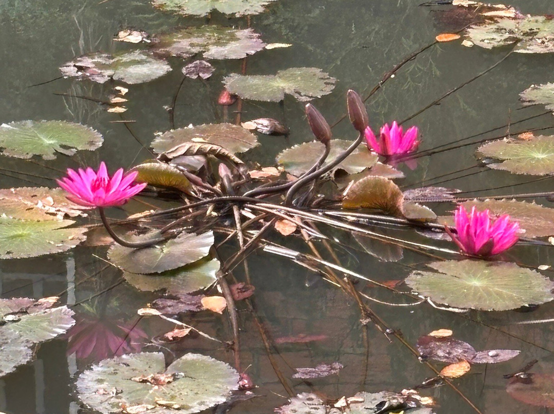 Muoi Cuong Cocoa Farm-芹苴必去景点