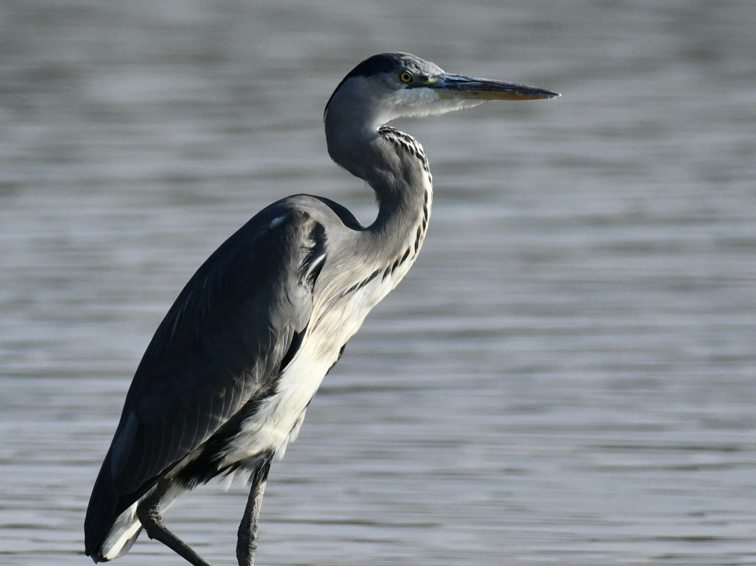 Al Qudra Lake-迪拜必去景点