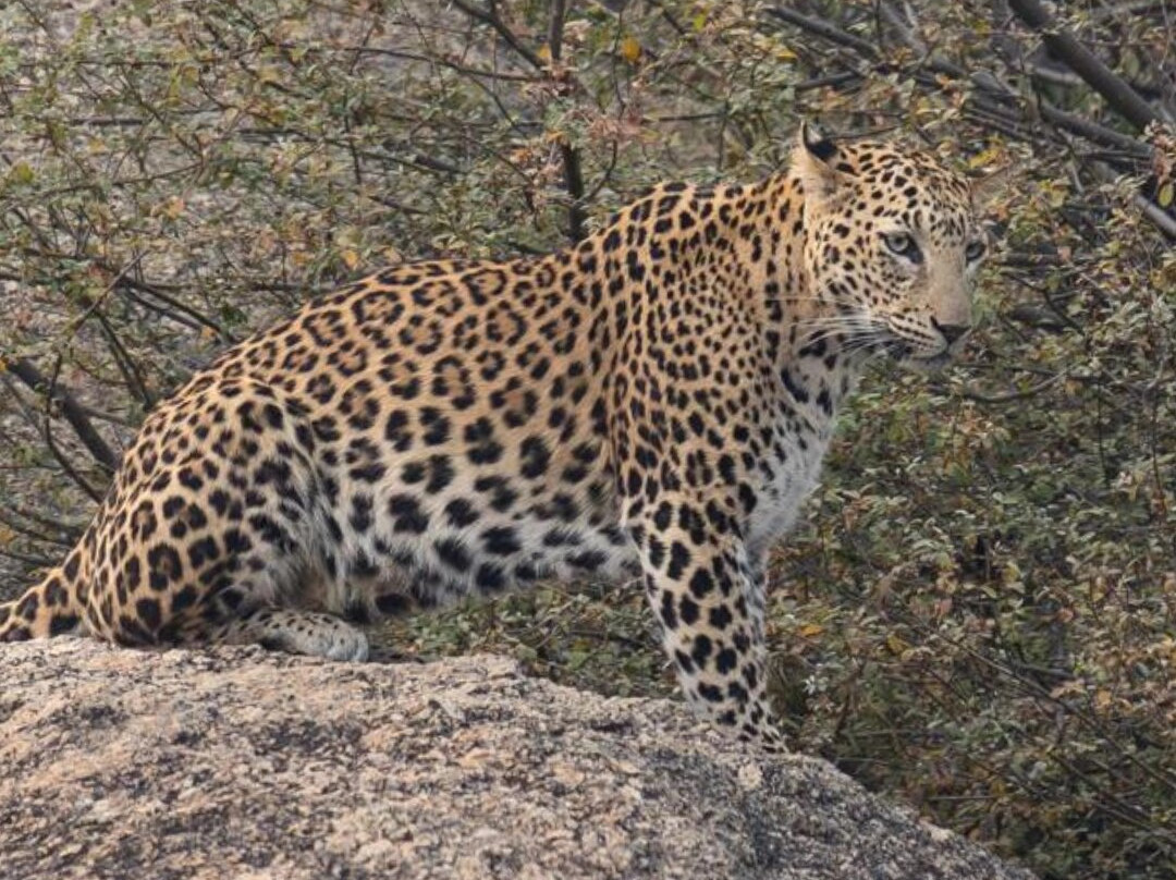 Bijapur Lodge Jawai主图