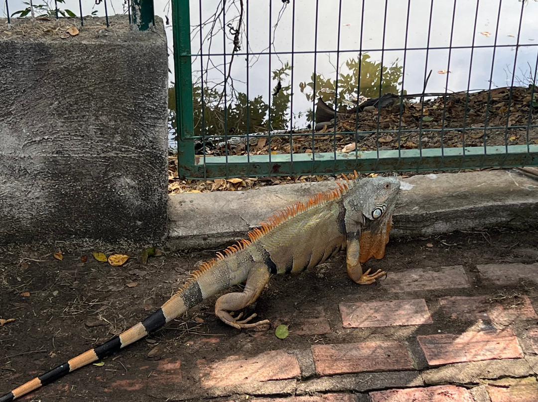 Santuario de Cocodrilos El Cora-Bucerias必去景点